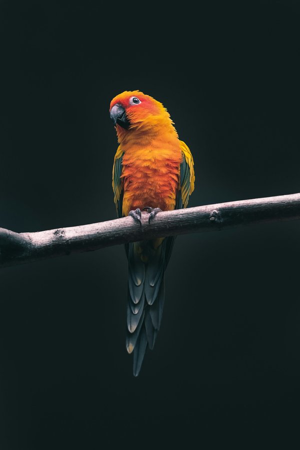 Pet Image