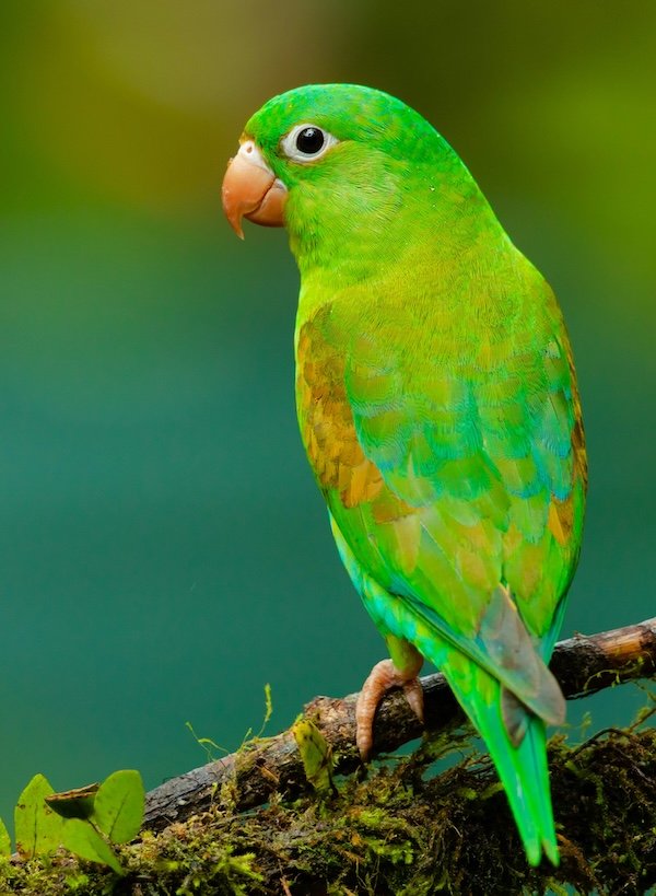 Pet Image