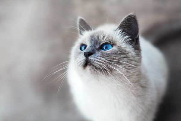 Pet Image