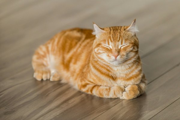 Pet Image