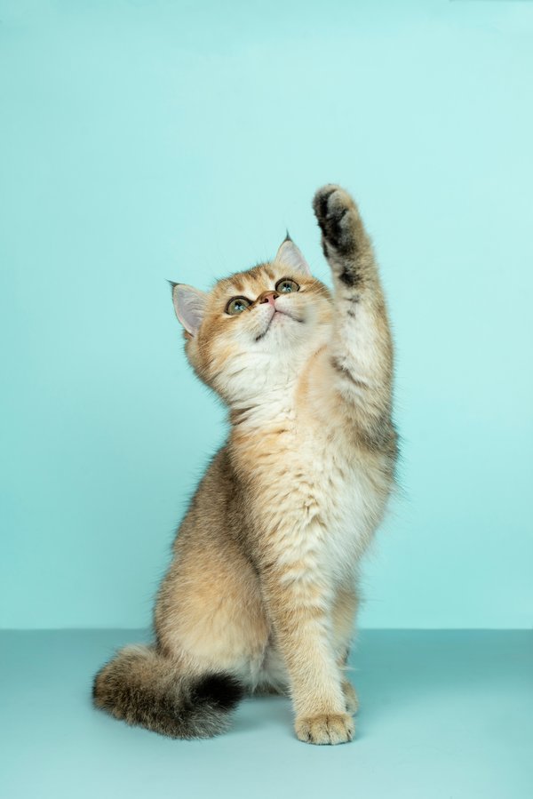 Pet Image