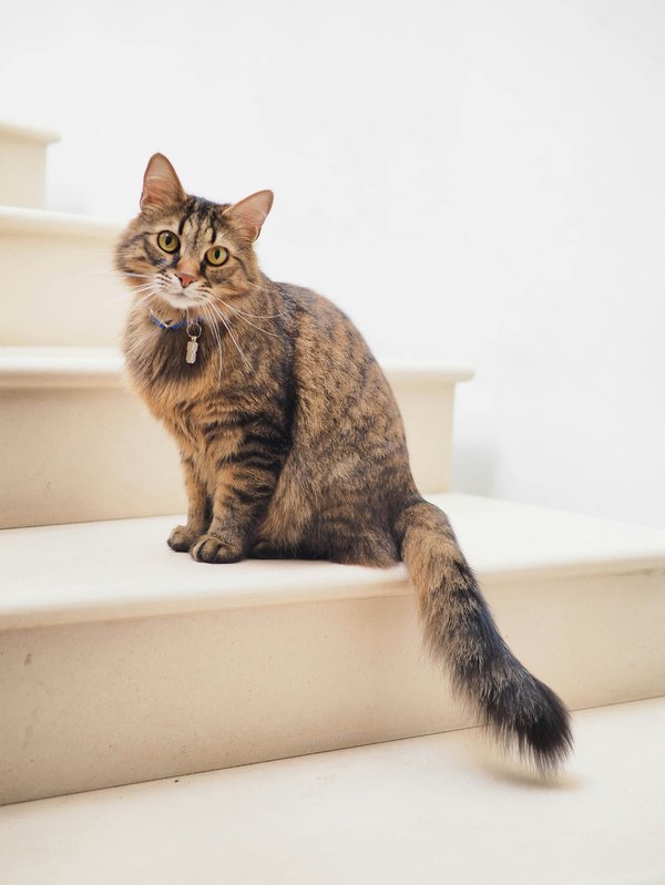 Pet Image