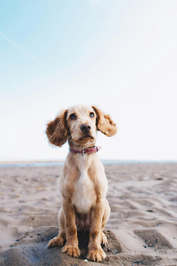 Pet Image