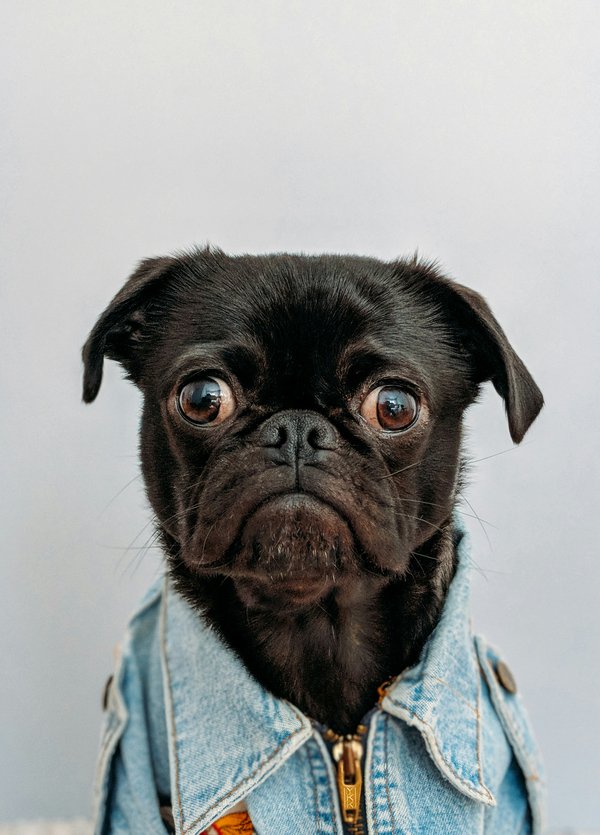 Pet Image
