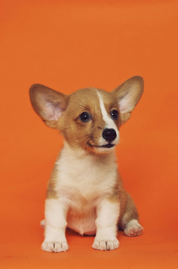 Pet Image