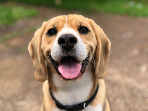 Pet Image