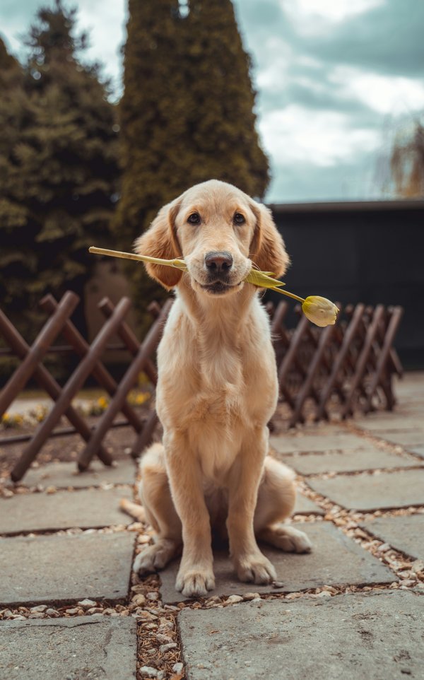 Pet Image
