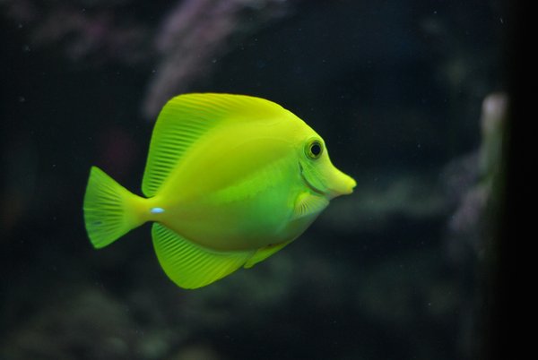 Pet Image