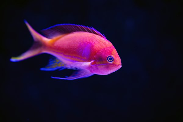 Pet Image