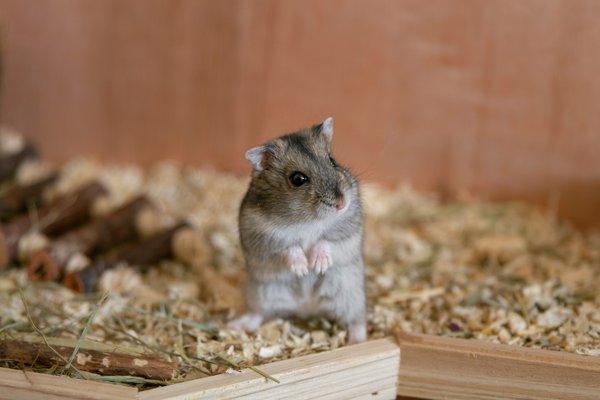 Pet Image