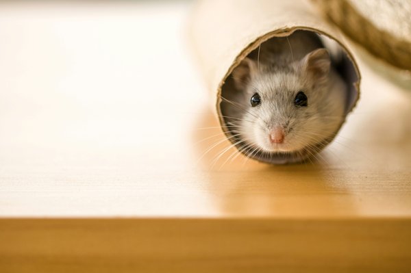 Pet Image