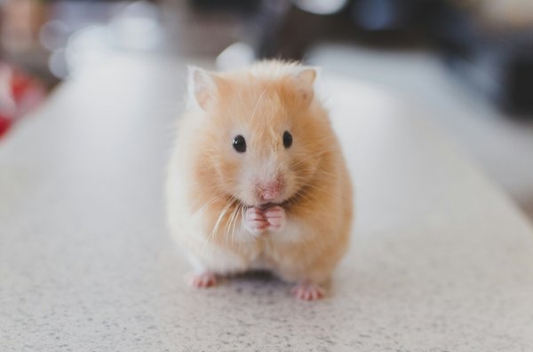 Pet Image