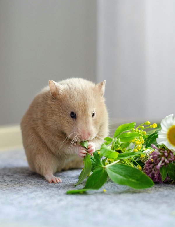 Pet Image