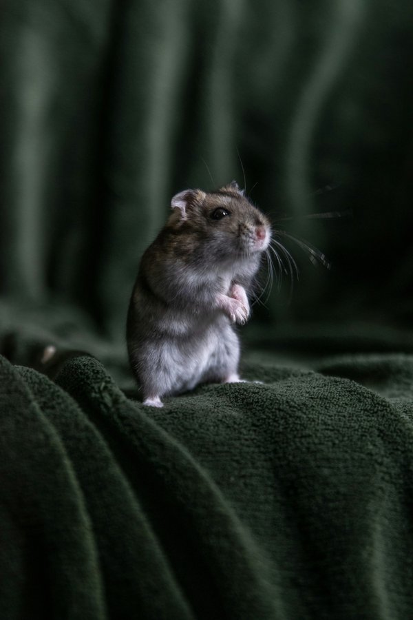 Pet Image