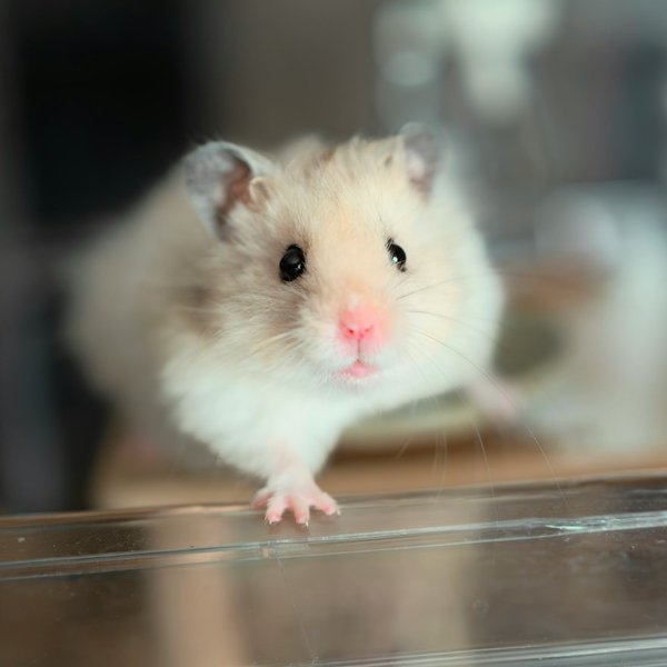 Pet Image