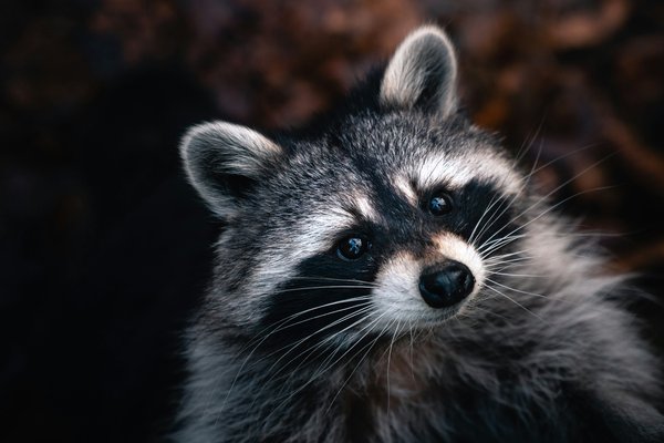 Pet Image