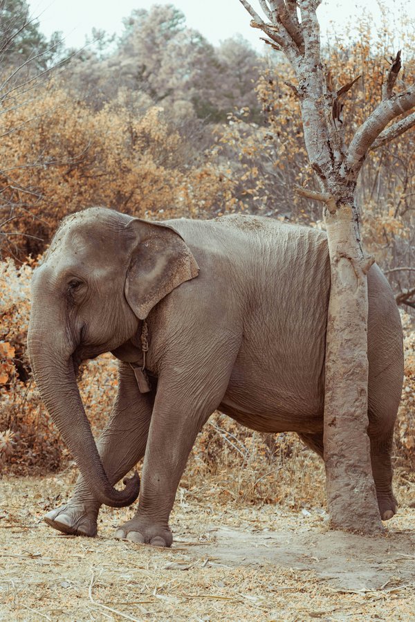 Pet Image