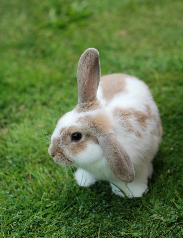 Pet Image