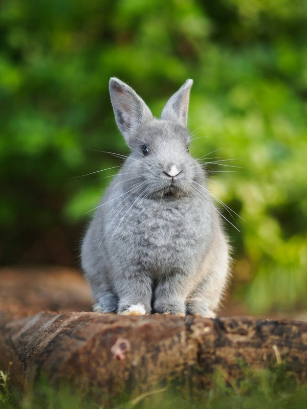 Pet Image